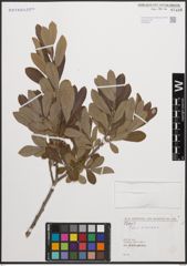 Foto von Salix cinerea L.